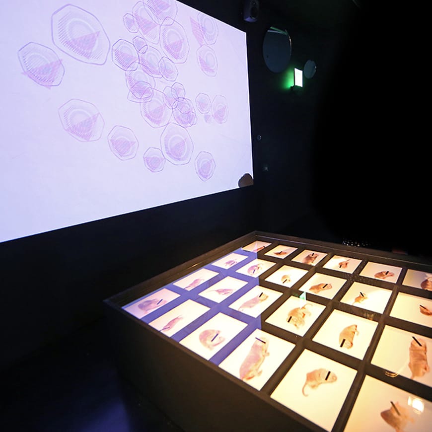 Video projection of digital animation and display case of naked mole-rat photos