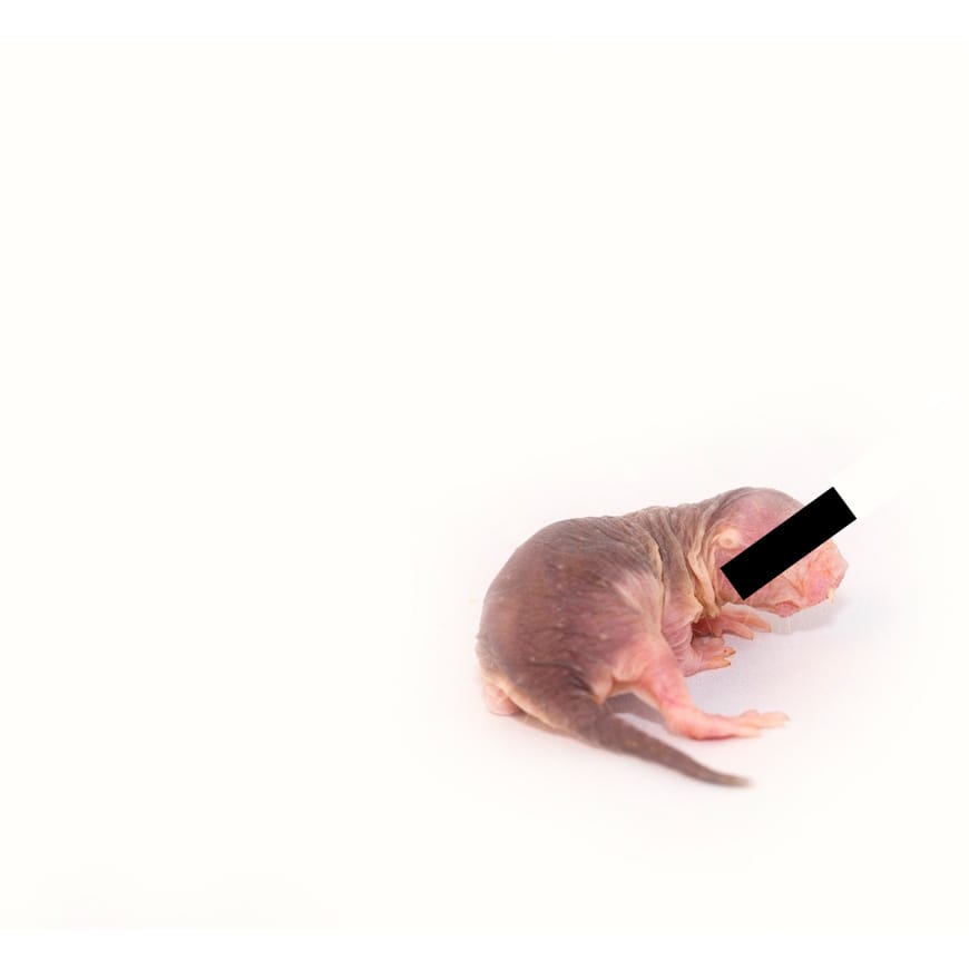 Naked mole-rat on a white background, with redacted eyes