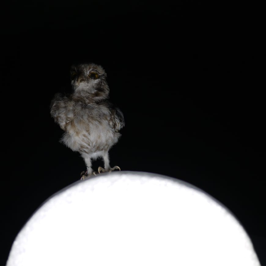 Taxidermy bird and circular white light on a black background